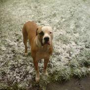 Amerikansk bulldog Diesel