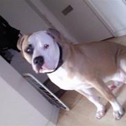 Amerikansk bulldog Diesel