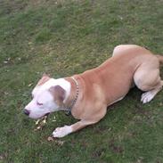 Amerikansk bulldog Diesel