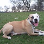 Amerikansk bulldog Diesel