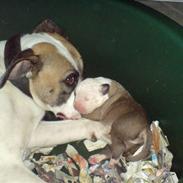 Amerikansk bulldog Diesel