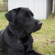 Labrador retriever Rex