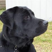 Labrador retriever Rex