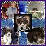 Engelsk springer spaniel Molly