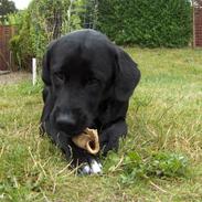 Labrador retriever Rex