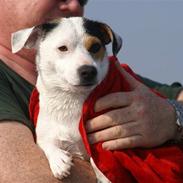 Jack russell terrier Louis