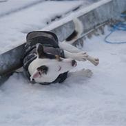 Jack russell terrier Louis