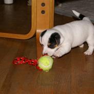 Jack russell terrier Louis