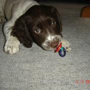 Engelsk springer spaniel Molly