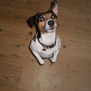 Dansk svensk gaardhund Frodo 