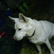 Blanding af racer Casmir ;) <3<3 SOLGT ;( 