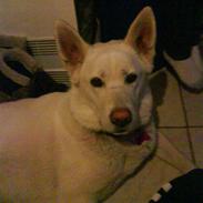 Blanding af racer Casmir ;) <3<3 SOLGT ;( 