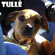 Blanding af racer Tulle