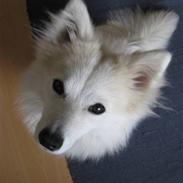 Blanding af racer Coco