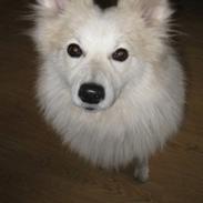 Blanding af racer Coco