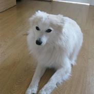 Blanding af racer Coco