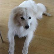 Blanding af racer Coco