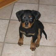 Rottweiler Gizmo 