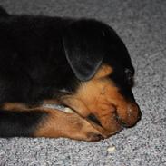Rottweiler Gizmo 