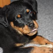 Rottweiler Gizmo 