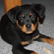 Rottweiler Gizmo 