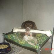 Engelsk springer spaniel Molly