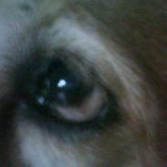 Blanding af racer Min Dumpe<33 