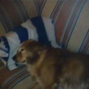 Blanding af racer Min Dumpe<33 