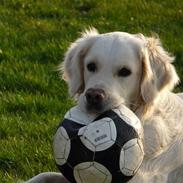Golden retriever Bess