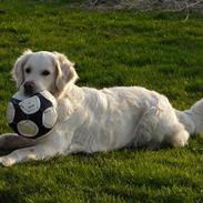 Golden retriever Bess