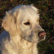 Golden retriever Bess