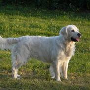 Golden retriever Bess