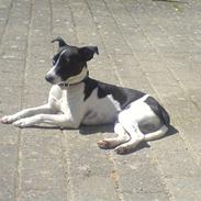 Dansk svensk gaardhund Figo