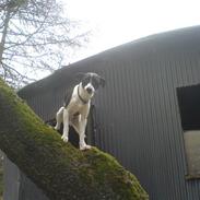 Dansk svensk gaardhund Figo