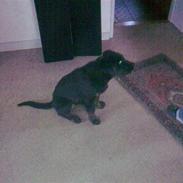 Blanding af racer bamse