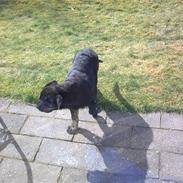 Blanding af racer bamse