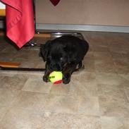 Blanding af racer bamse