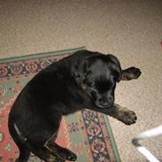 Blanding af racer bamse