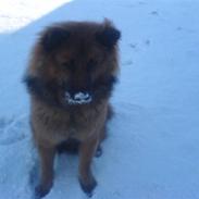 Eurasier Lady
