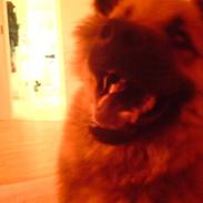 Eurasier Lady