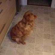 Nova scotia duck tolling retriever Molly Iversen