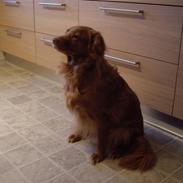 Nova scotia duck tolling retriever Molly Iversen