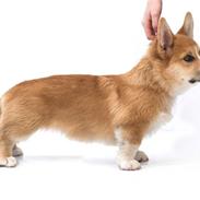 Welsh corgi pembroke Louie