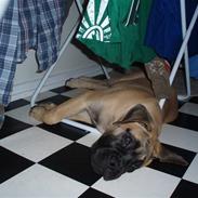 Bullmastiff Vega