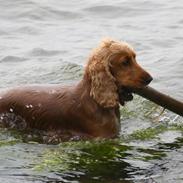 Cocker spaniel Sif