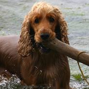 Cocker spaniel Sif