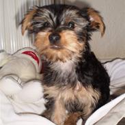 Yorkshire terrier Bølle <3 R.I.P :'(