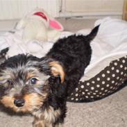 Yorkshire terrier Bølle <3 R.I.P :'(