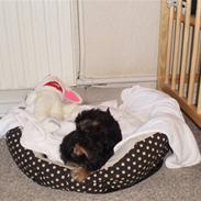 Yorkshire terrier Bølle <3 R.I.P :'(