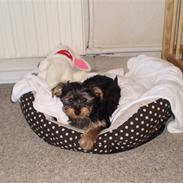 Yorkshire terrier Bølle <3 R.I.P :'(